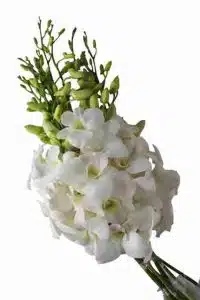 Wholesale Dendrobium Alika