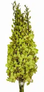 Wholesale Dendrobium Jade