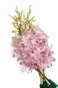 Wholesale Dendrobium Misteen