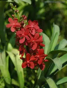 Red Mokara Orchids