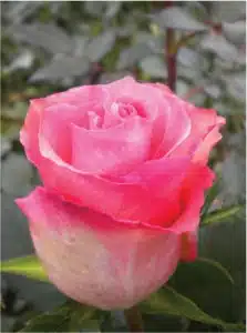 Wholesale Dekora Roses