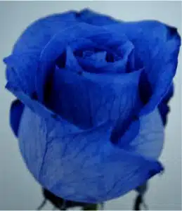 Wholesale Dyed Blue Roses