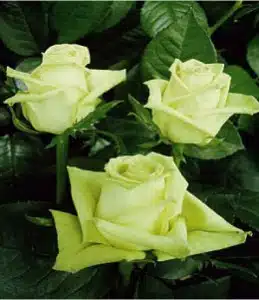 Wholesale Green Tea Roses