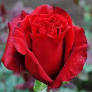 Wholesale Hearts Roses