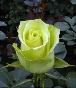 Wholesale High and Arena Rose