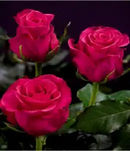 Wholesale Hot Lady Roses