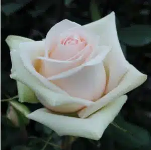 Wholesale La Perla Roses