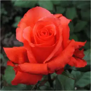Wholesale Rock Star Roses