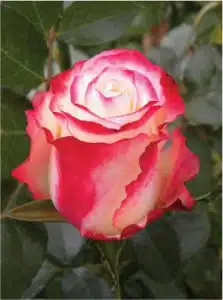 Wholesale Sweetness Roses