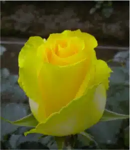 Wholesale Tara Roses