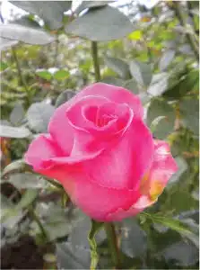 Wholesale Topaz Roses