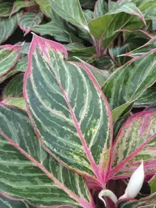 Aglaonema Candy Cane