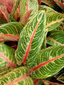 Aglaonema Dionne