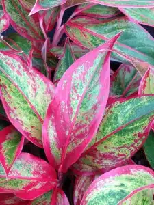 Aglaonema Firecracker