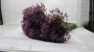 Allium Purple Rain