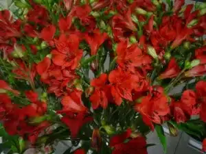 Alstroemeria Chicago Alstroemeria Chicago