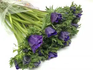 Anemone Blue