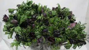Anemone Bordeaux