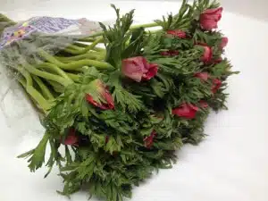 Anemone Red