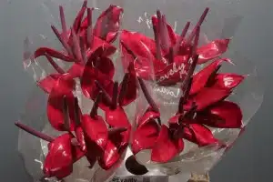 Anthurium Allure