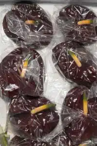 Anthurium Black Queen