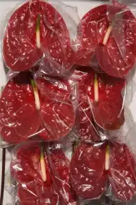 Anthurium Calisto