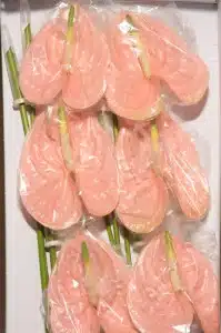 Anthurium Cheers