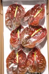 Anthurium Choco