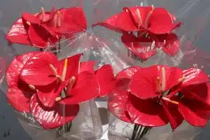 Anthurium Exciting Love