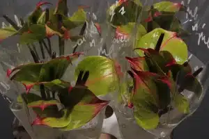 Anthurium Jaguar Green