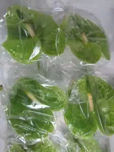 Anthurium Midori