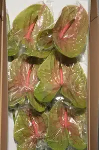 Anthurium Pistachio