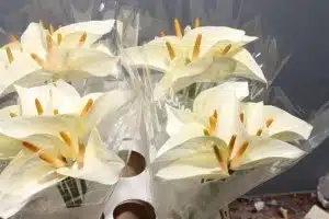 Anthurium Princess Alexia White