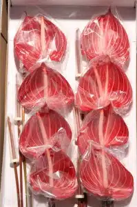 Anthurium Safari
