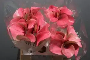 Anthurium Summer Love 
