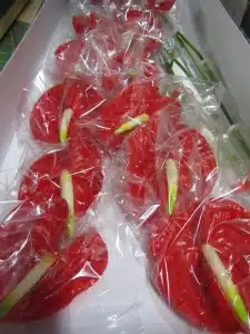 Anthurium Tropical
