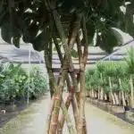 Schefflera Arboricola Open Weave Topiary Detail