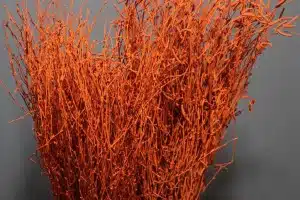 Birch Dyed Orange