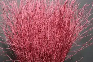 Birch Dyed Pink