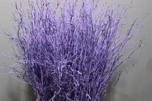 Birch Dyed Purple