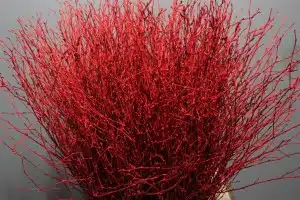 Birch Dyed Red