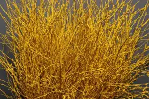 Birch Dyed Yellow