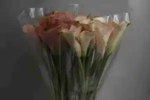 Wholesale Calla Lily Auckland