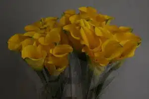 Calla Lily Best Gold