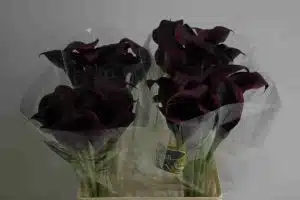 Calla Lily Odessa