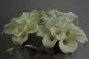 Wholesale Calla Lily Captain Ventura Wholesale Calla Lily Captain Ventura