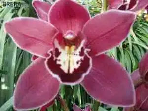 Cymbidium Brera