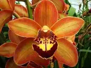 Cymbidium Charlie Brown