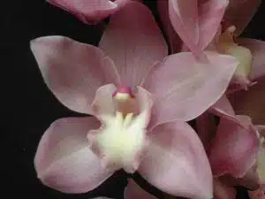 Cymbidium Coconut Ice