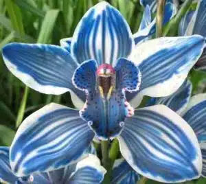 Cymbidium Dyed Blue